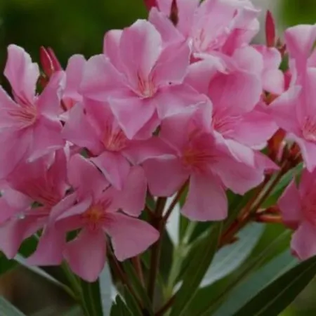 R&b Midora Montale 3*