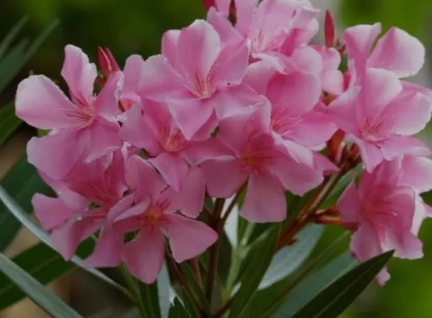 R&b Midora Montale 3*