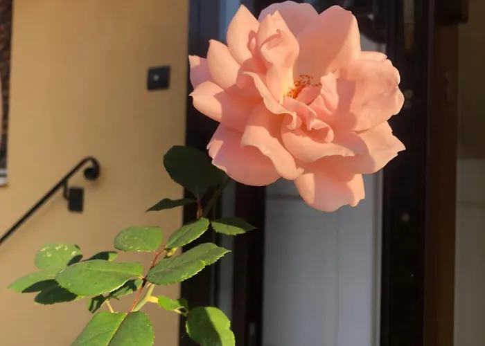 R&b Midora Montale 3*